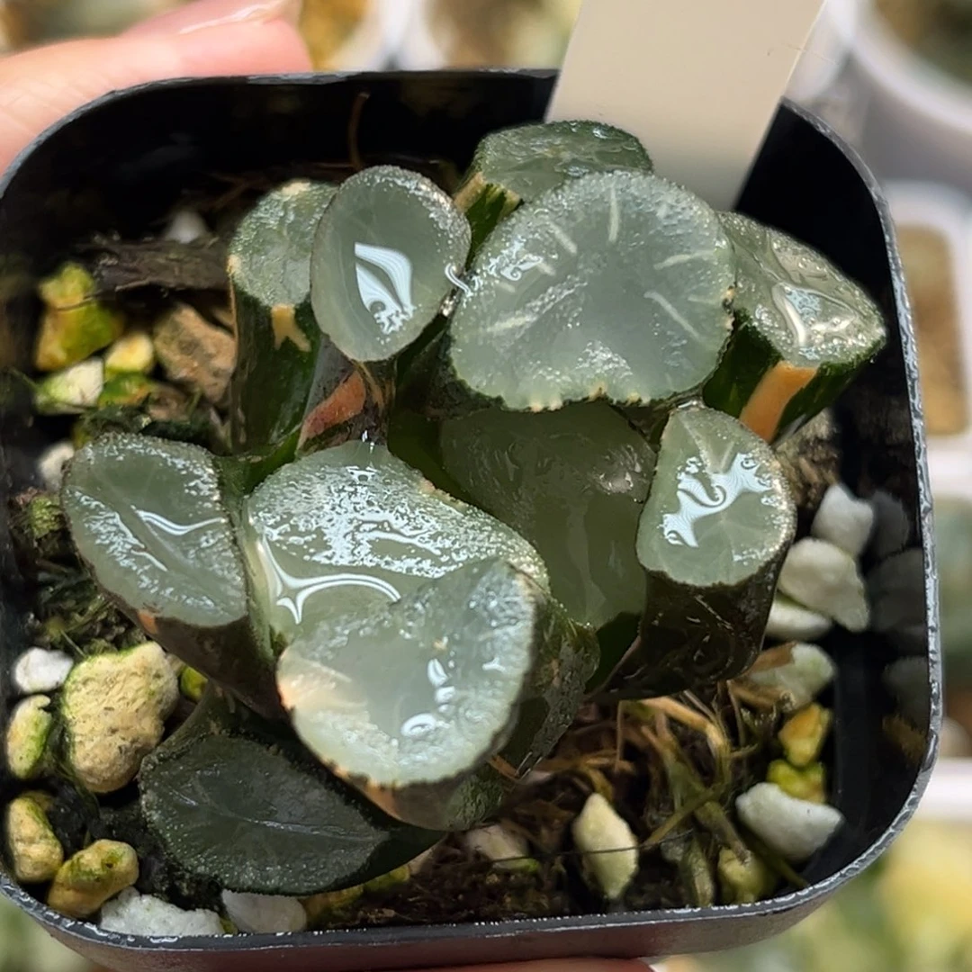 3欧大宝万象锦腹肌专场