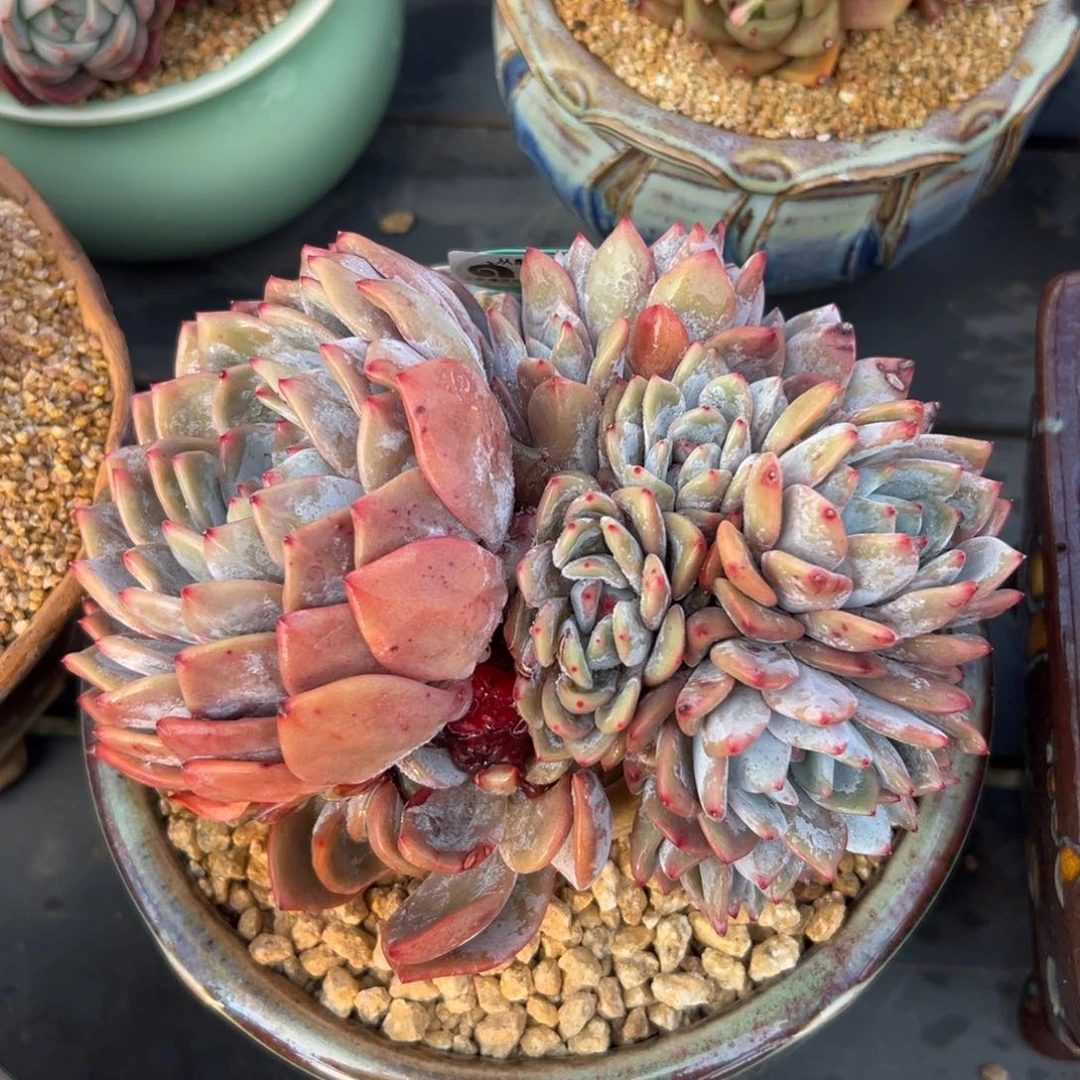 多肉一物一拍0220-199