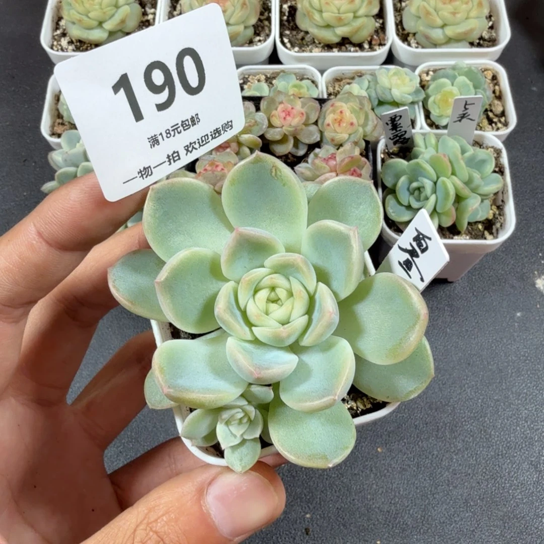 白昼双头一物一拍190