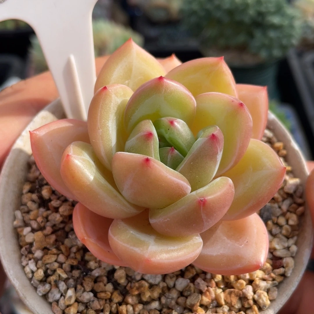 268香槟不带盆7厘米