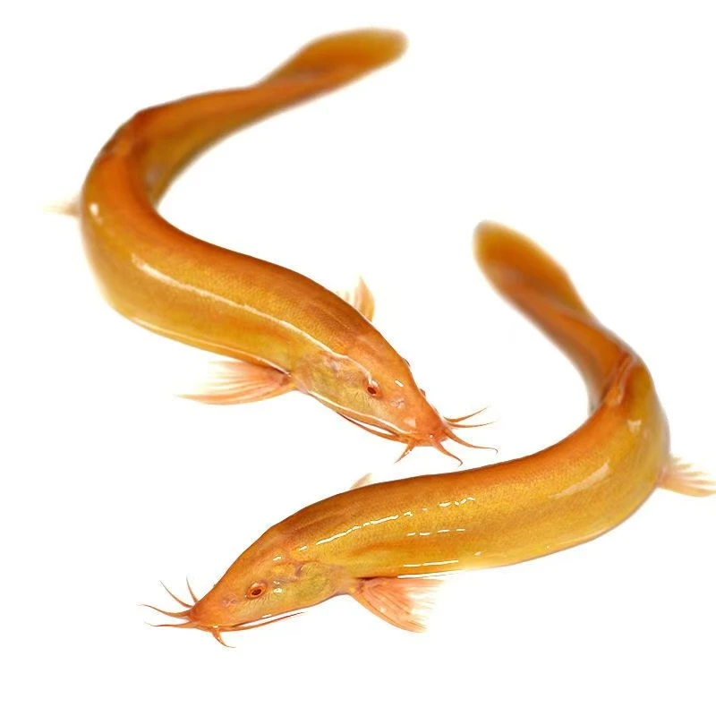 黄金泥鳅苗活体好养清道夫工具鱼淡水小金龙鱼缸冷水观赏鱼黄金鳅
