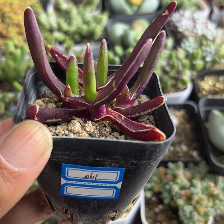 061 新妖多肉植物