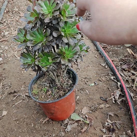 灰法师加急发货21