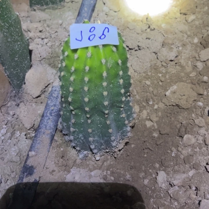 小***猪J86自根金妞超级星30