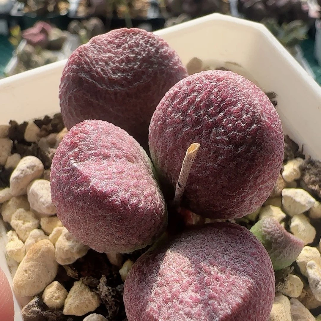 无花朵水泡整盆出 实生一盆