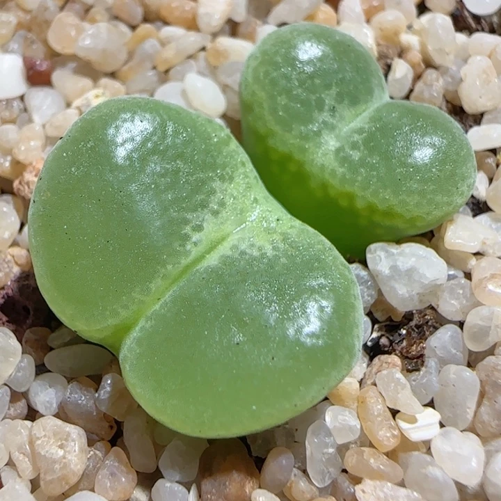 多肉植物绿安格尼斯21号