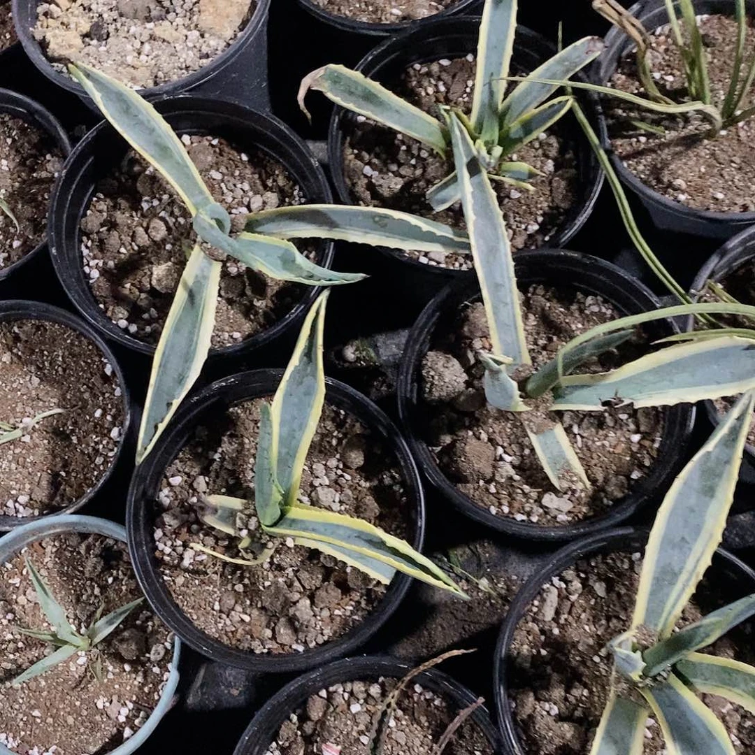 金边侧芽冠幅20公分左右一颗