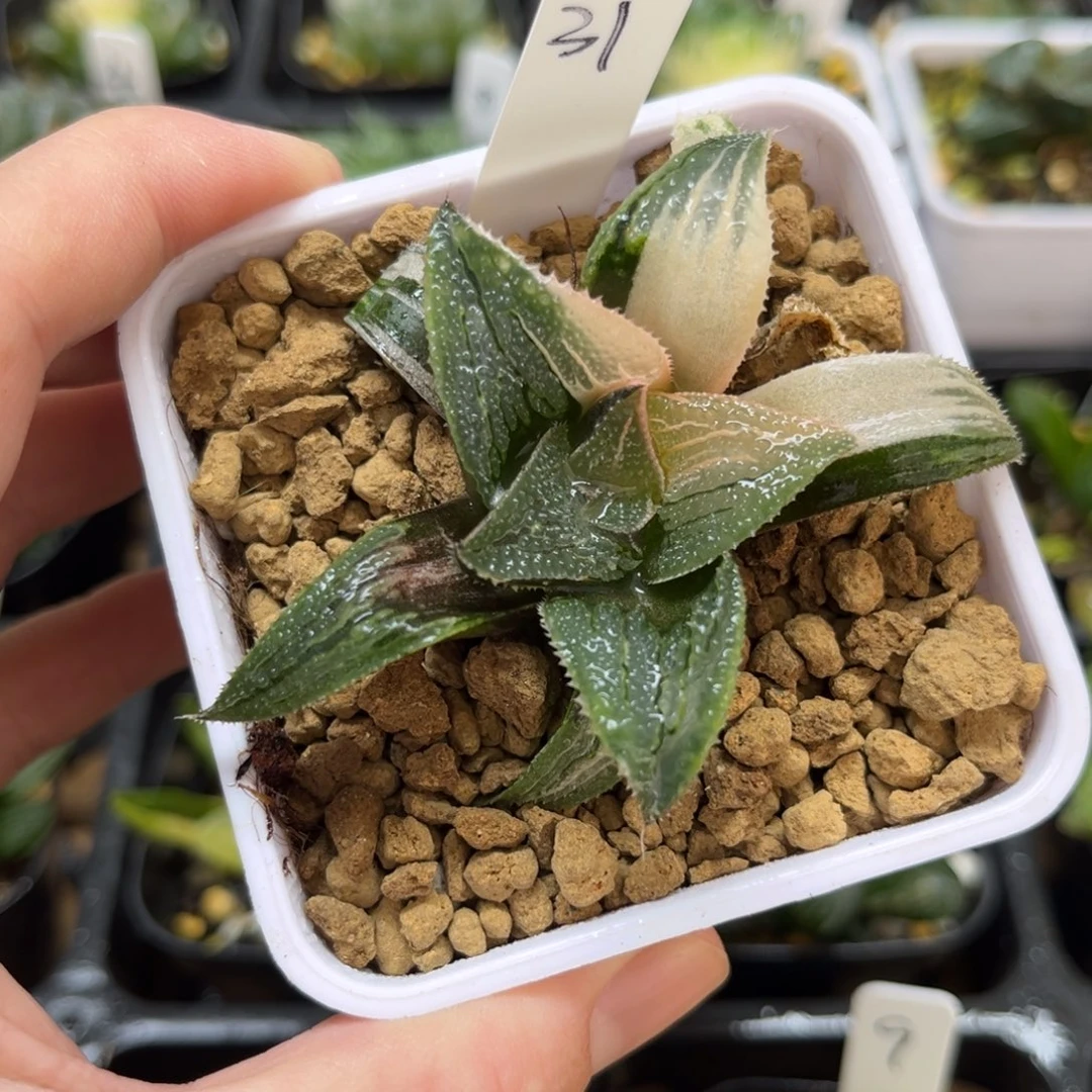 31武藏寿锦一物一拍