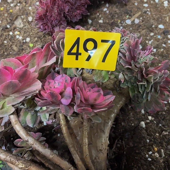 多肉植物福利497