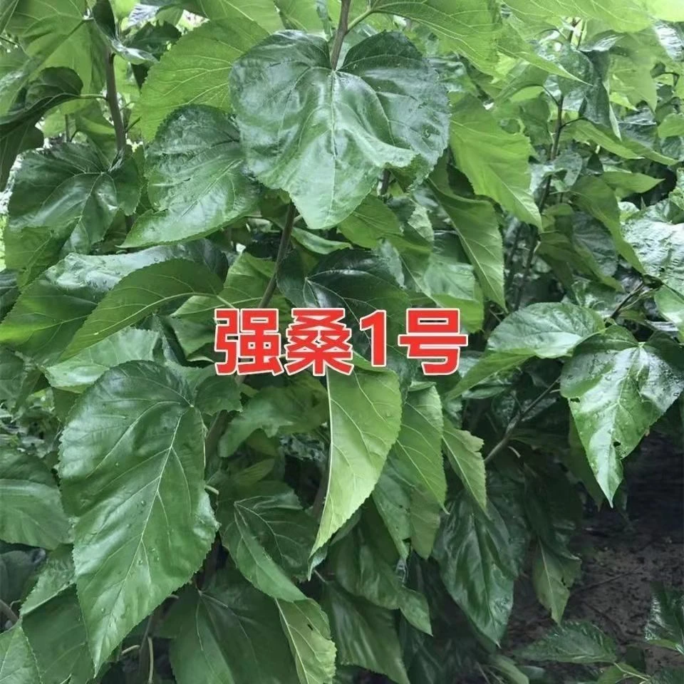 嫁接养蚕桑树强桑 1 号农桑 14 号特大桑叶养蚕专用桑苗批发