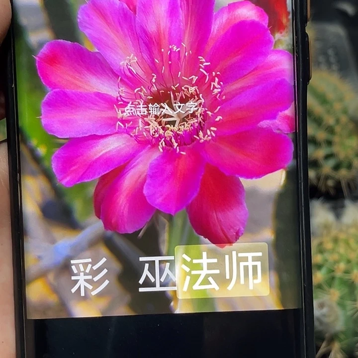 彩法师侧芽 歪 满20包邮5公分