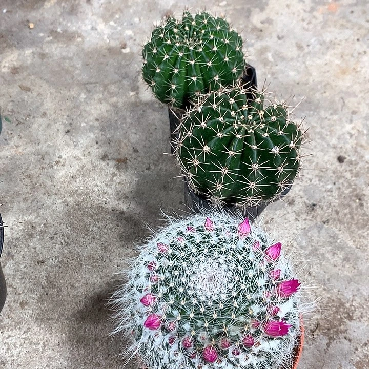 12368742684226842385269556