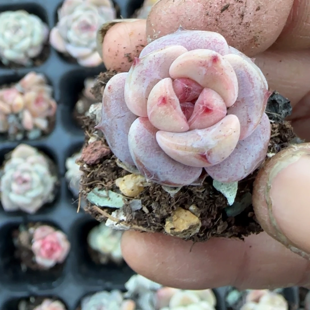 多肉小卡拉米糖心一物一拍