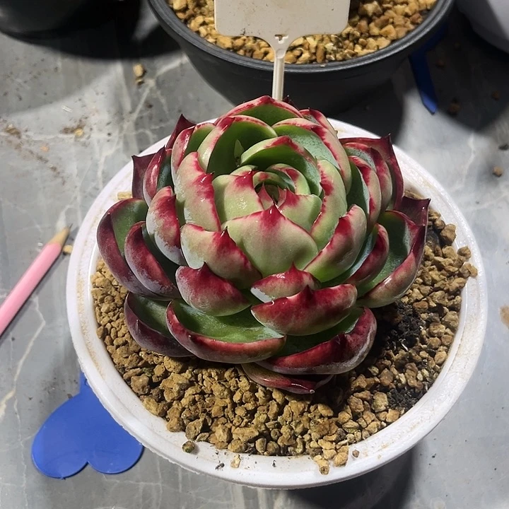 云*惊鸿仙子多肉植物47