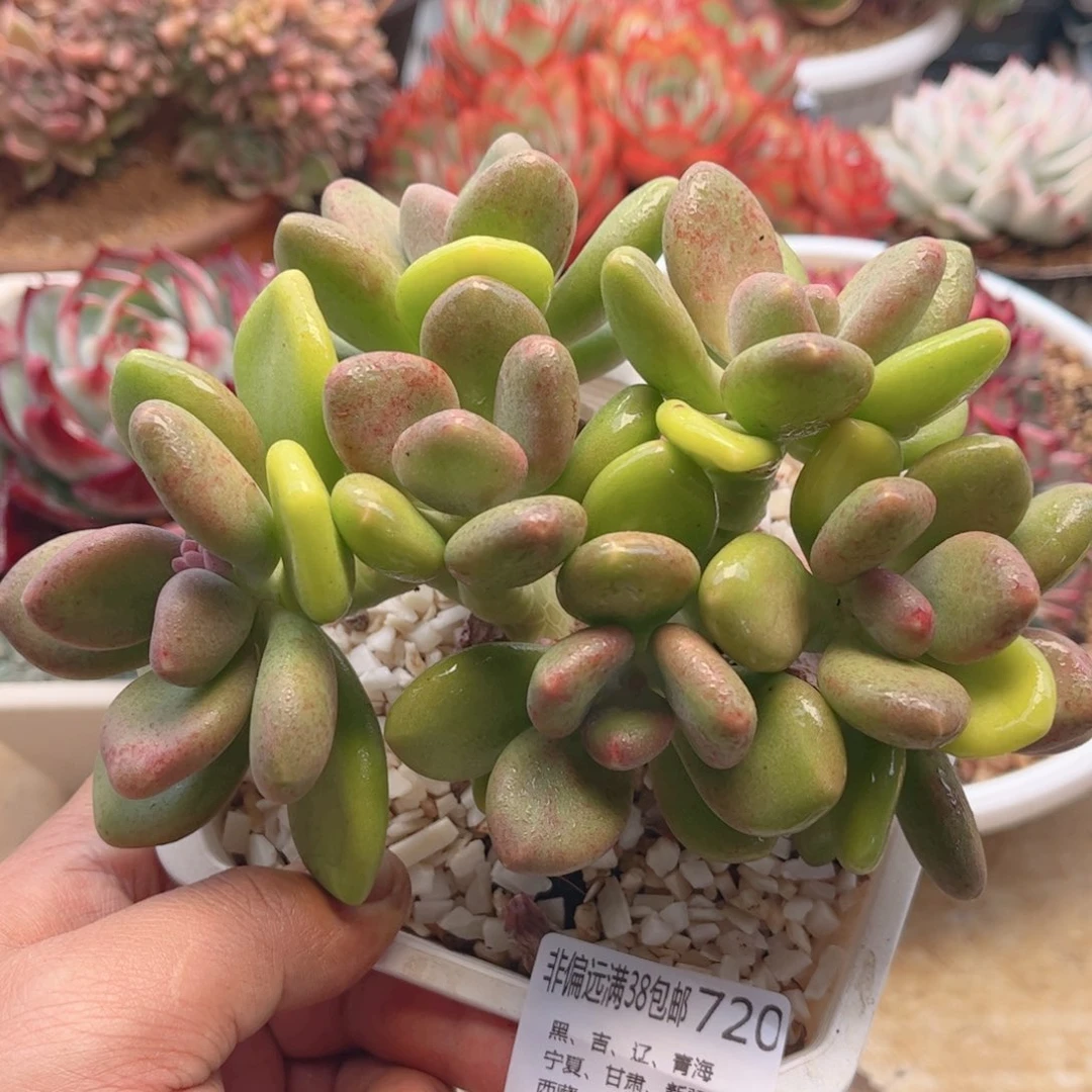 720平头京婵德华多肉