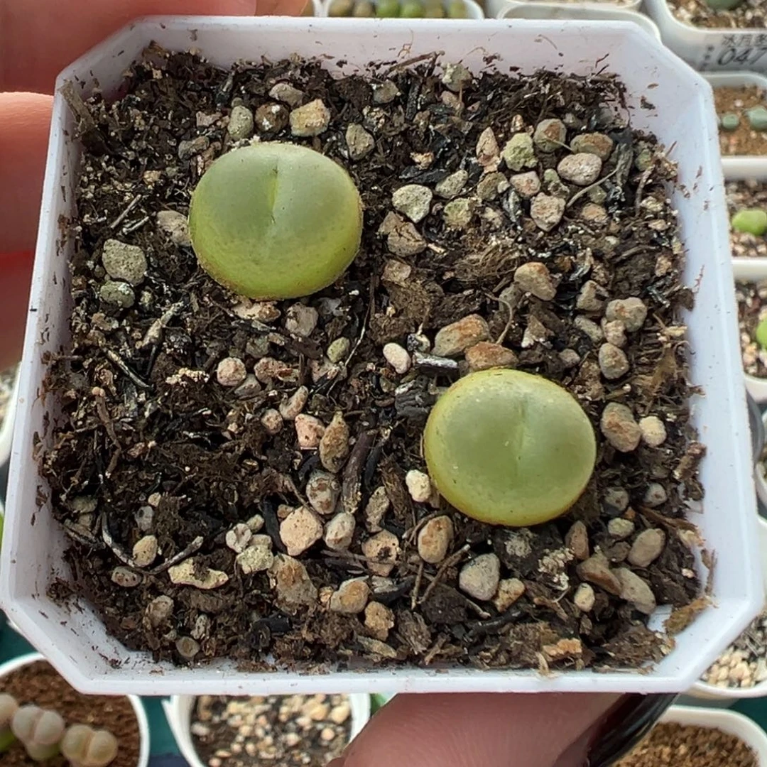 115两颗拉登带盆土发货