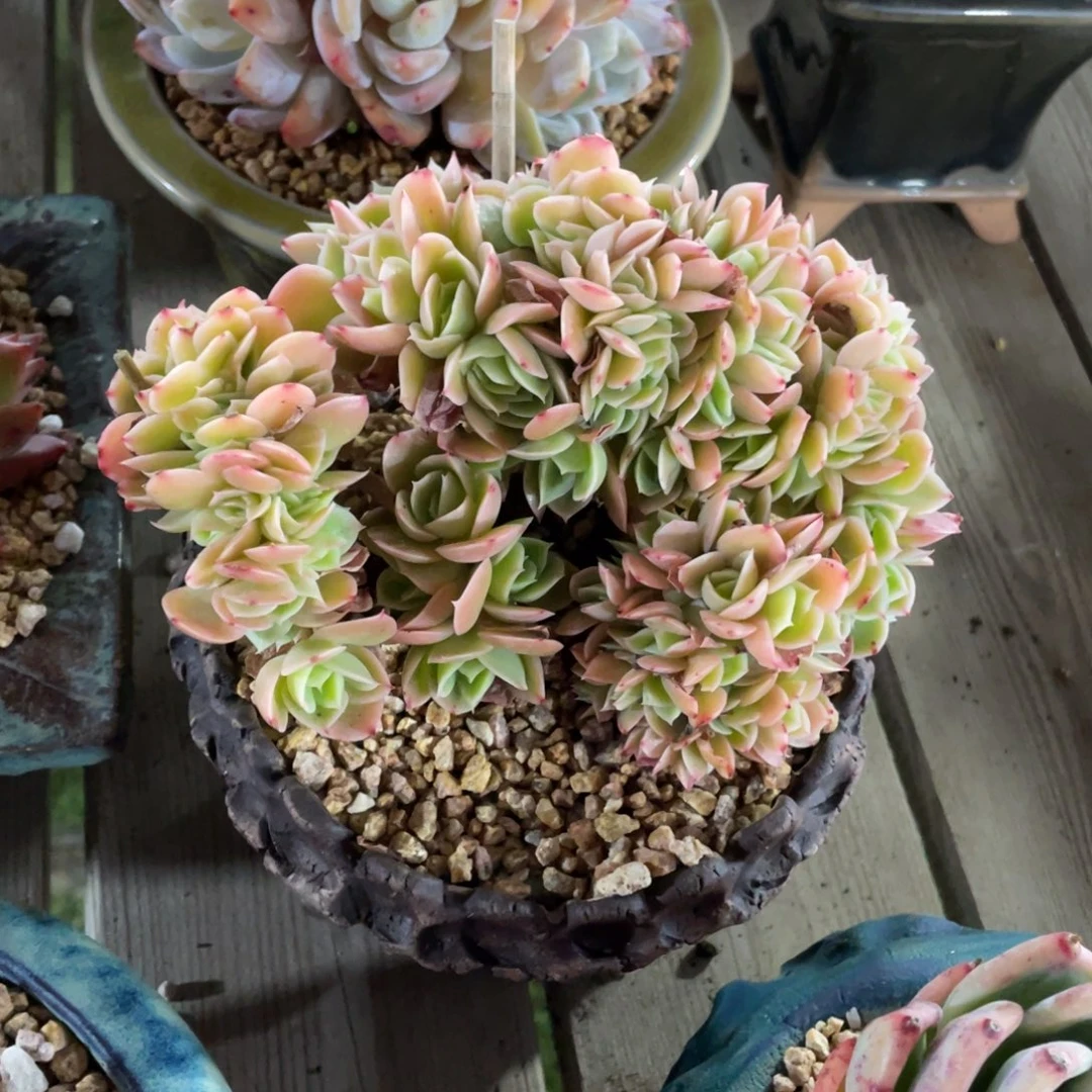 豆总多肉星娜塔缀