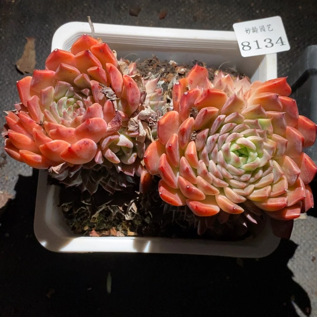 8134杂交多肉植物