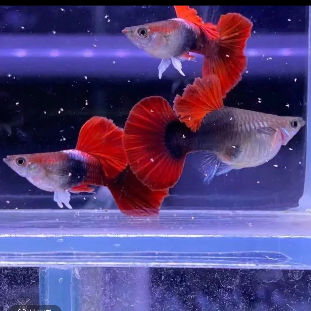 精品小亚成菊花帆褶扇孔雀鱼小型热带淡水鱼