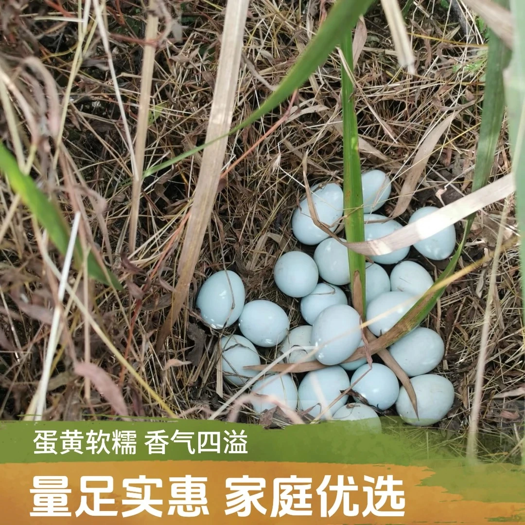 50枚绿壳纯粮食散养散放土鸡蛋现捡现发合丰土鸡农场直发