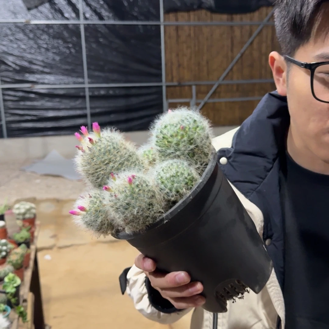 景树园艺 白云高莎裸根发货