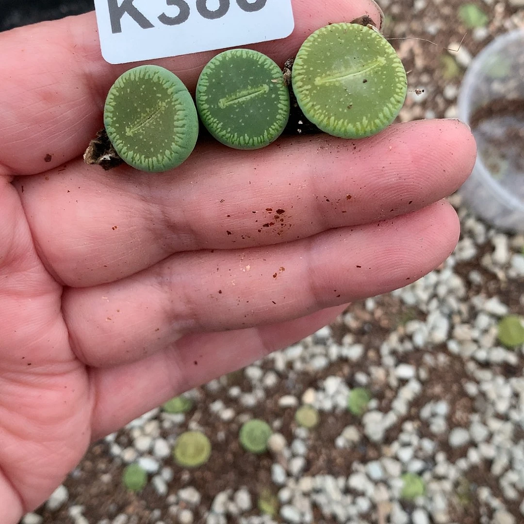 A****ᐝK360多肉植物保护