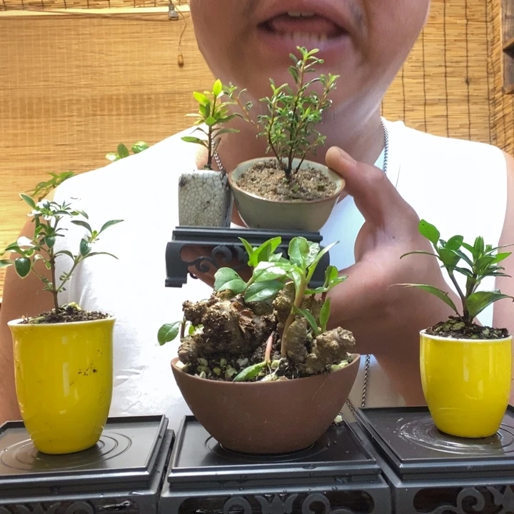D****莲一物一拍所见即所得127