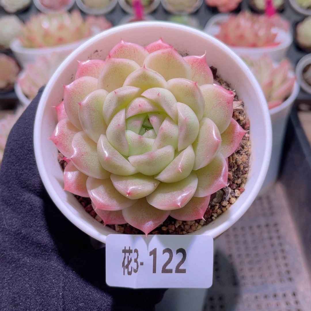 花利美3-122麦秆单头