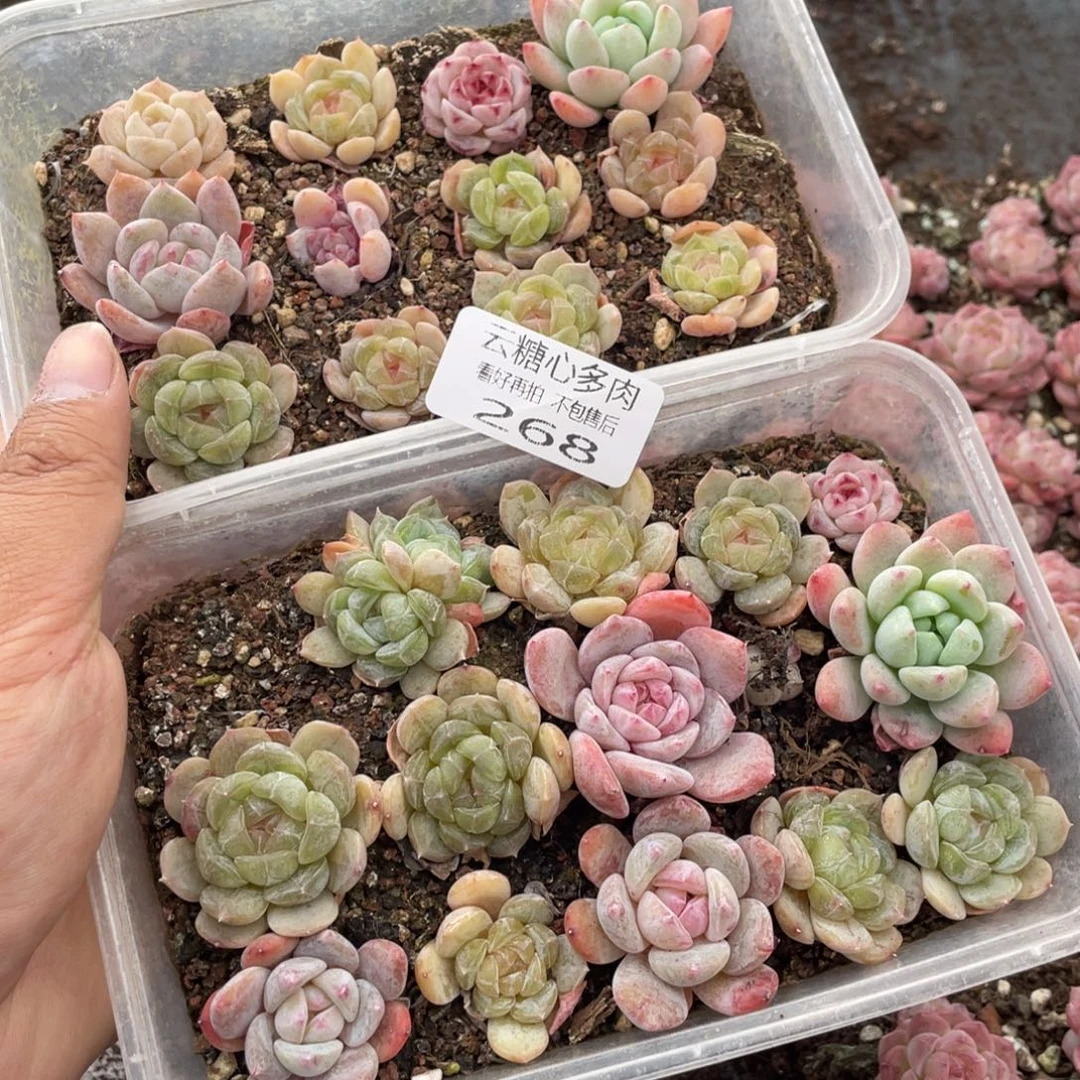 云糖心多肉植物268