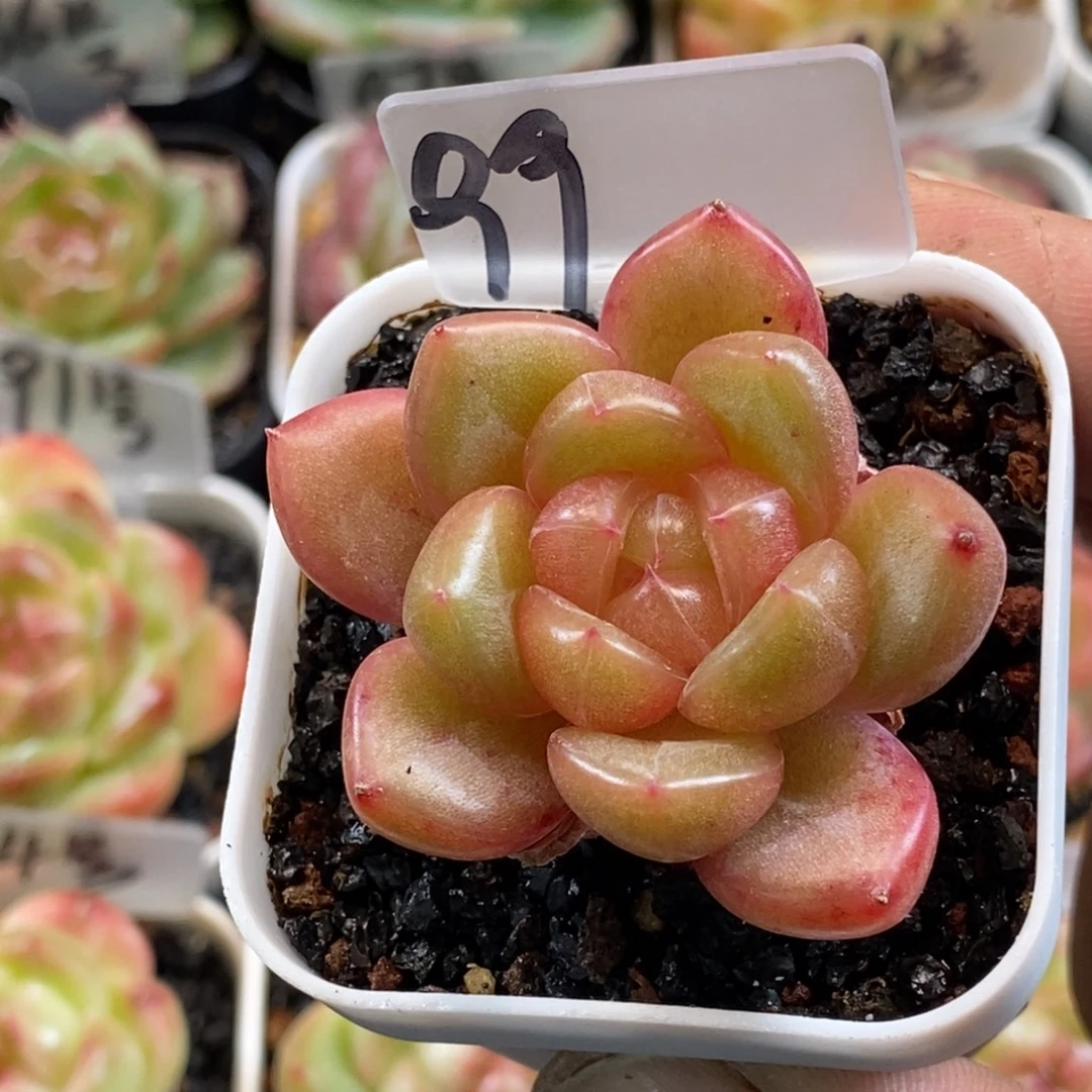 新品杂交个体好好看哦……