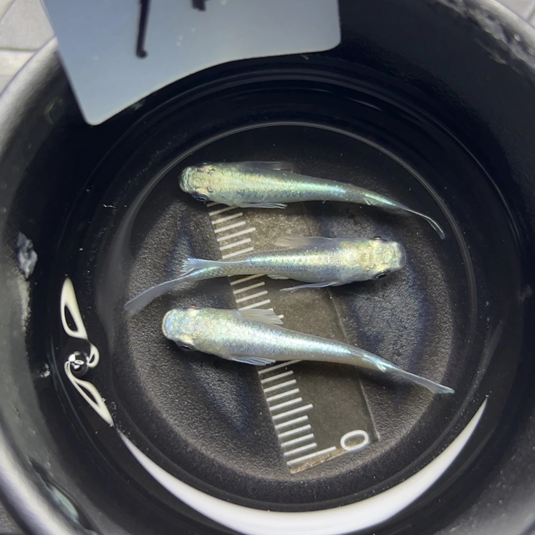 青鳉鱼94。