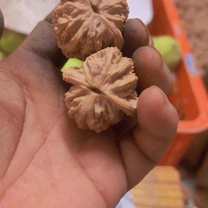 完全开放文玩核桃种子