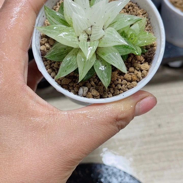 白沙糖锦多肉植物6666