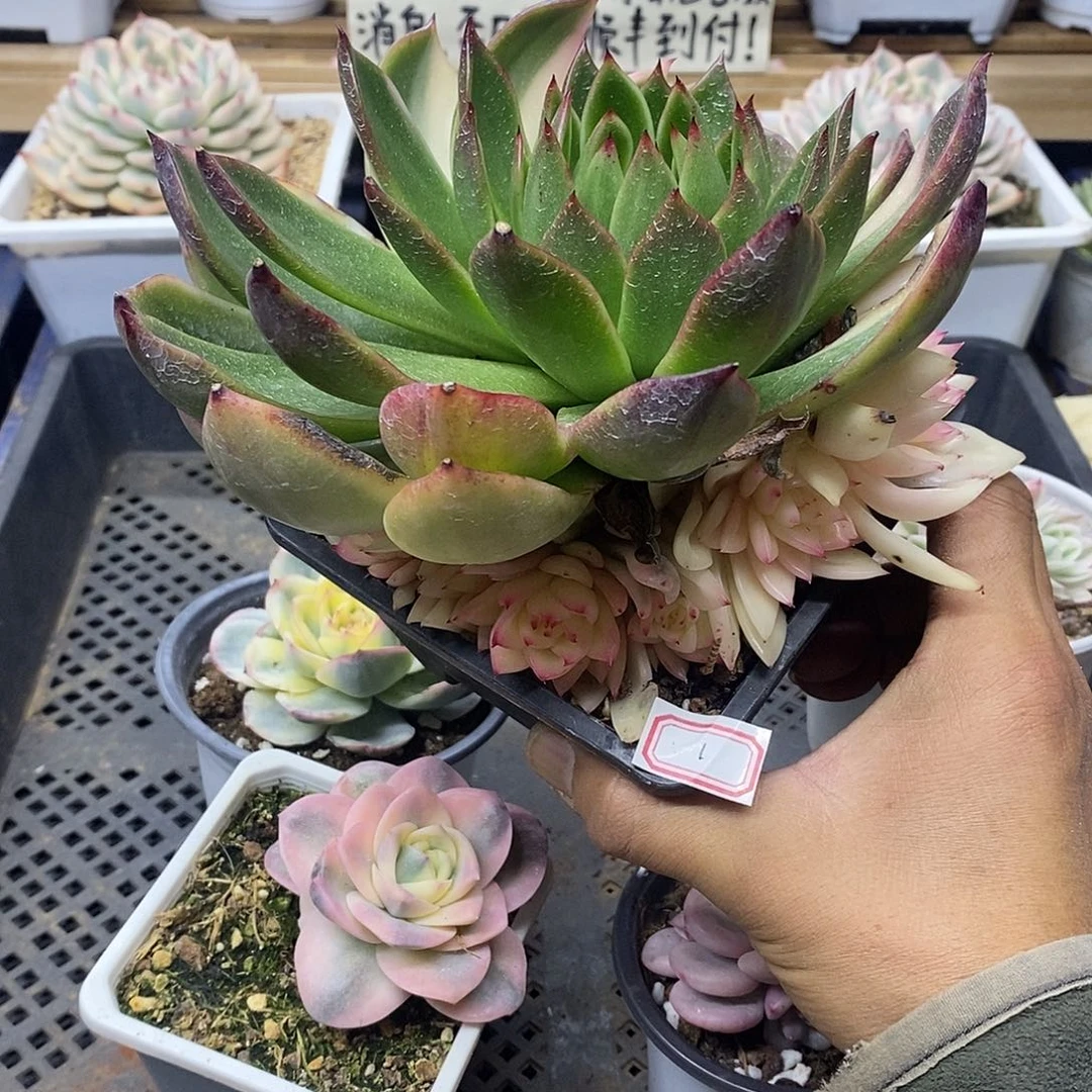 0601 卡利斯托锦 需延时发货