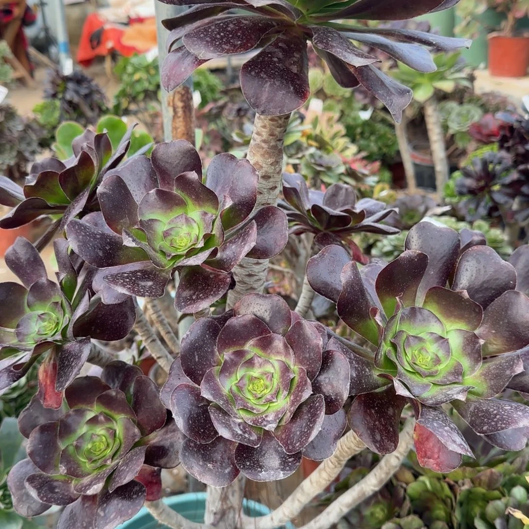 巫毒四年桩孤品包邮断枝不包