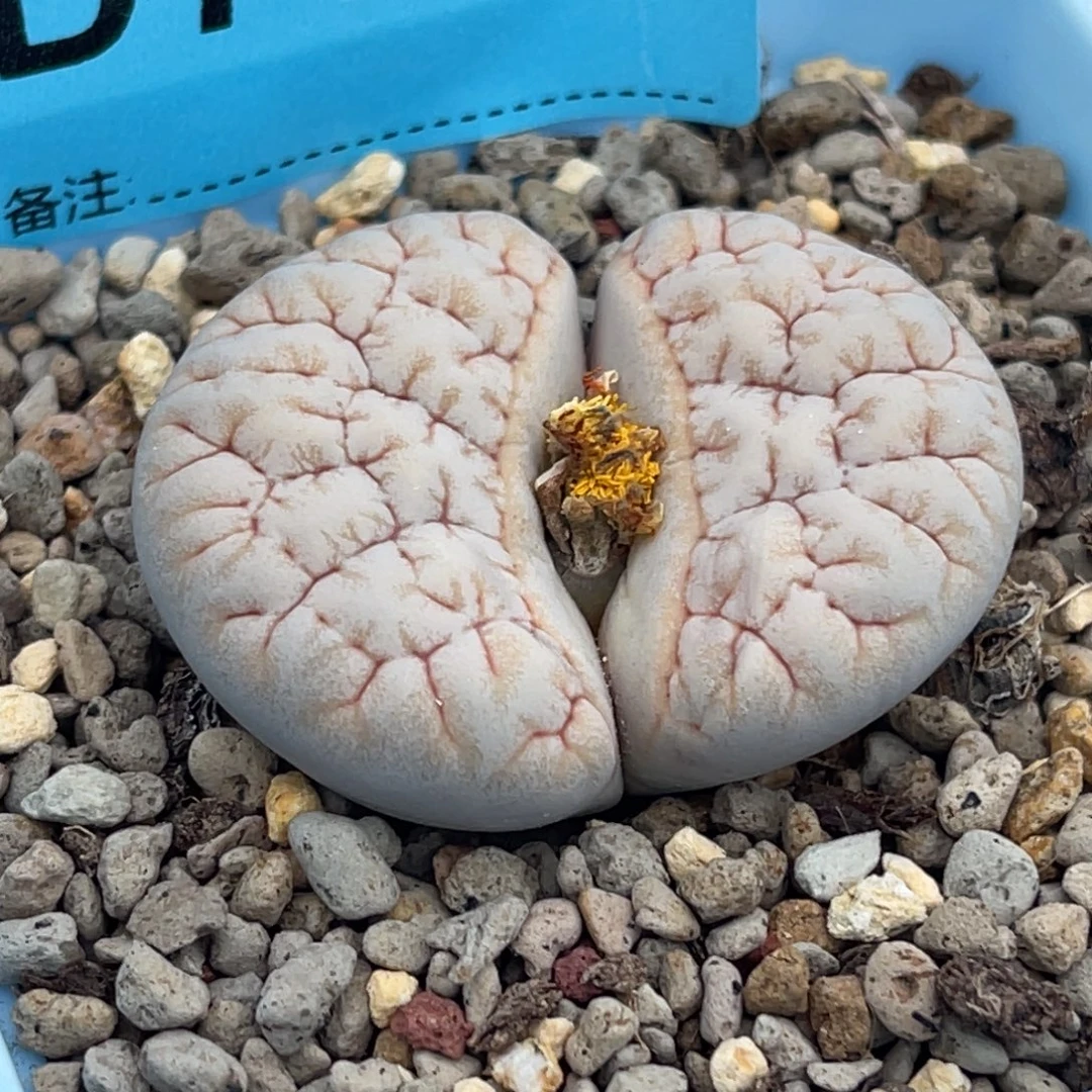 7748凹凸铁189一颗