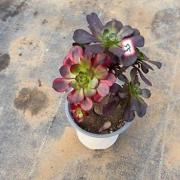 巫毒掐心丛林朵朵55多肉植物