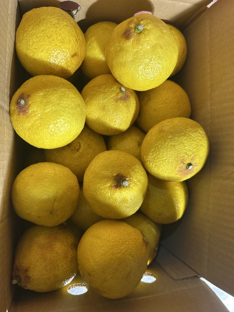 【5斤包邮】直播试吃迷你果疤果纯甜黄金贡又叫象山青纯甜果不酸牙