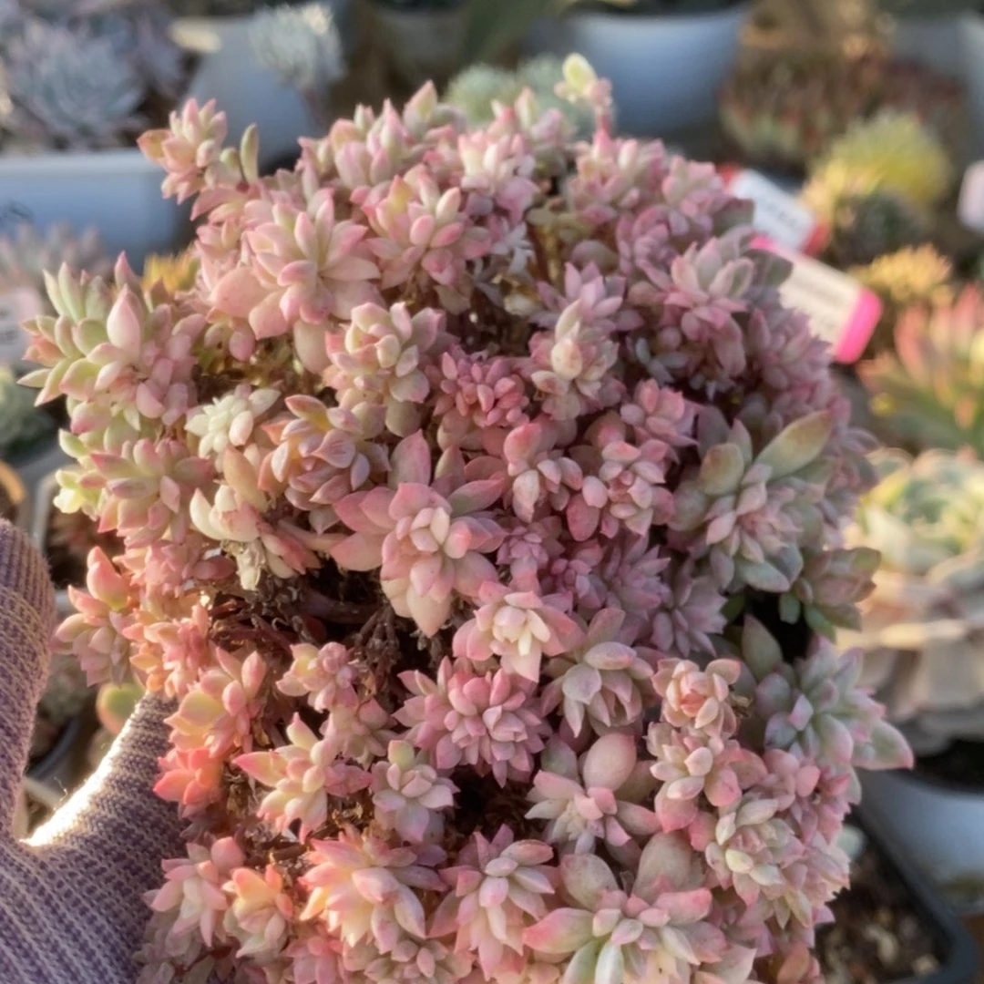 090火焰杯锦锦锦锦锦