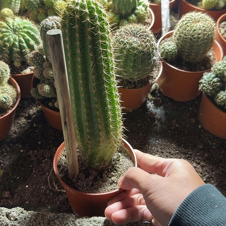 差***生无花朵大满贯哈哈哈哈哈哈哈