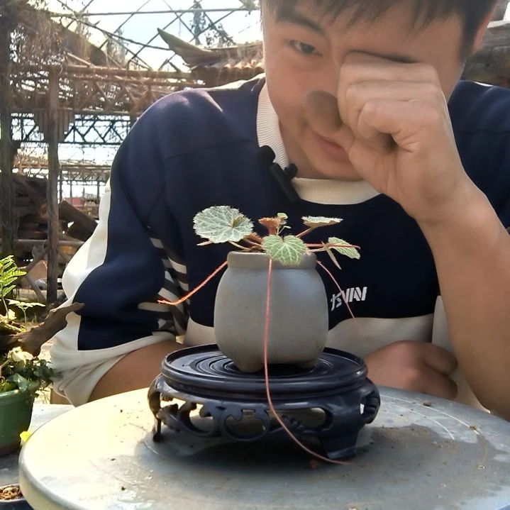 l***a小盆景小植物一物一拍180