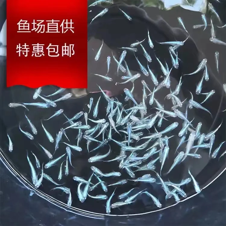 观背青鳉观赏鱼耐活不打氧淡水冷水原生迷你群游耐活