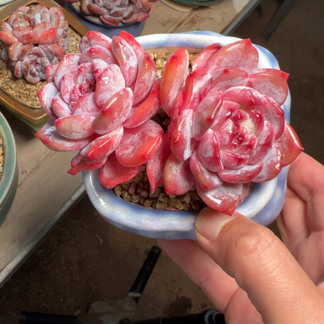 炸福利哈哈哈哈哈哈哈哈哈