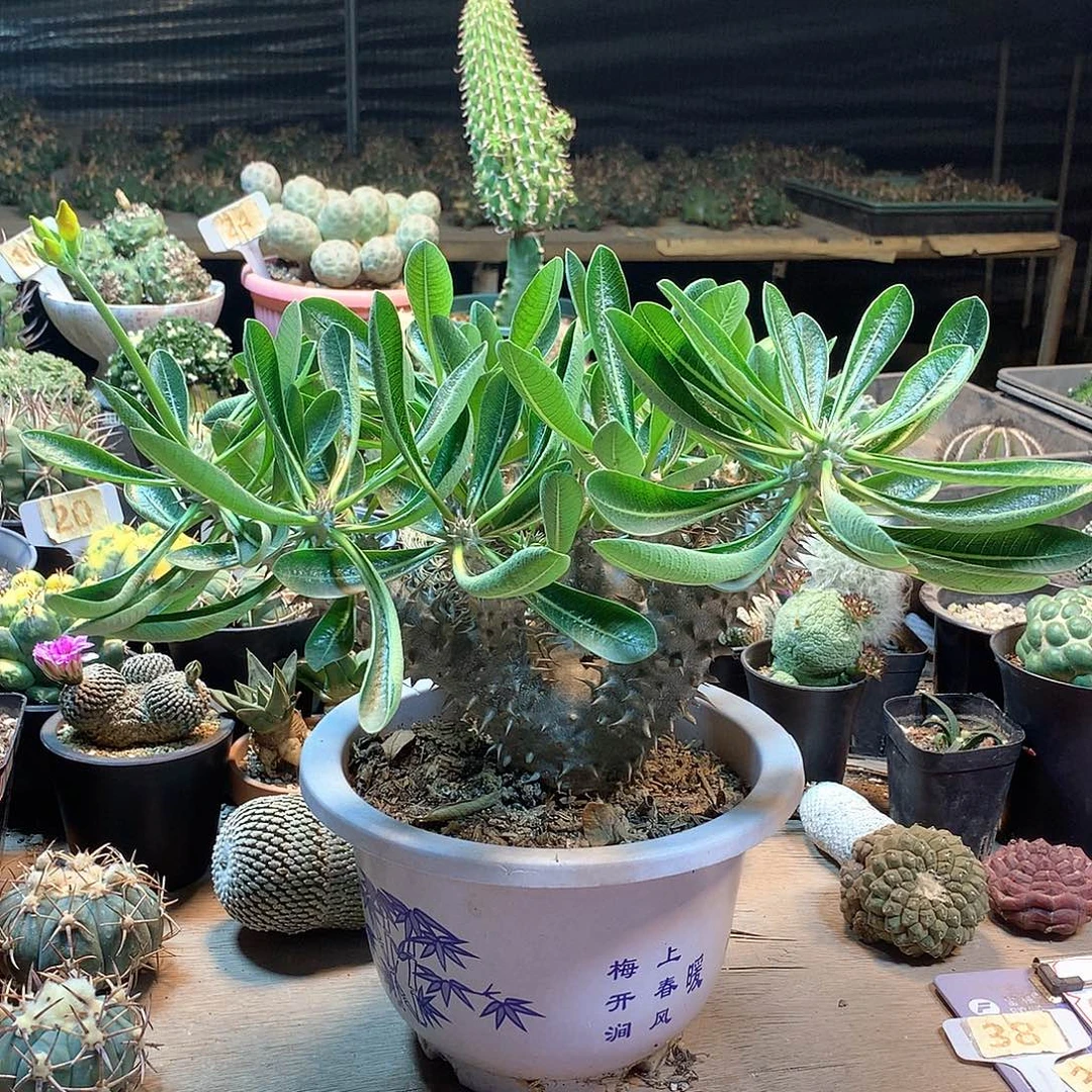 会比大黑