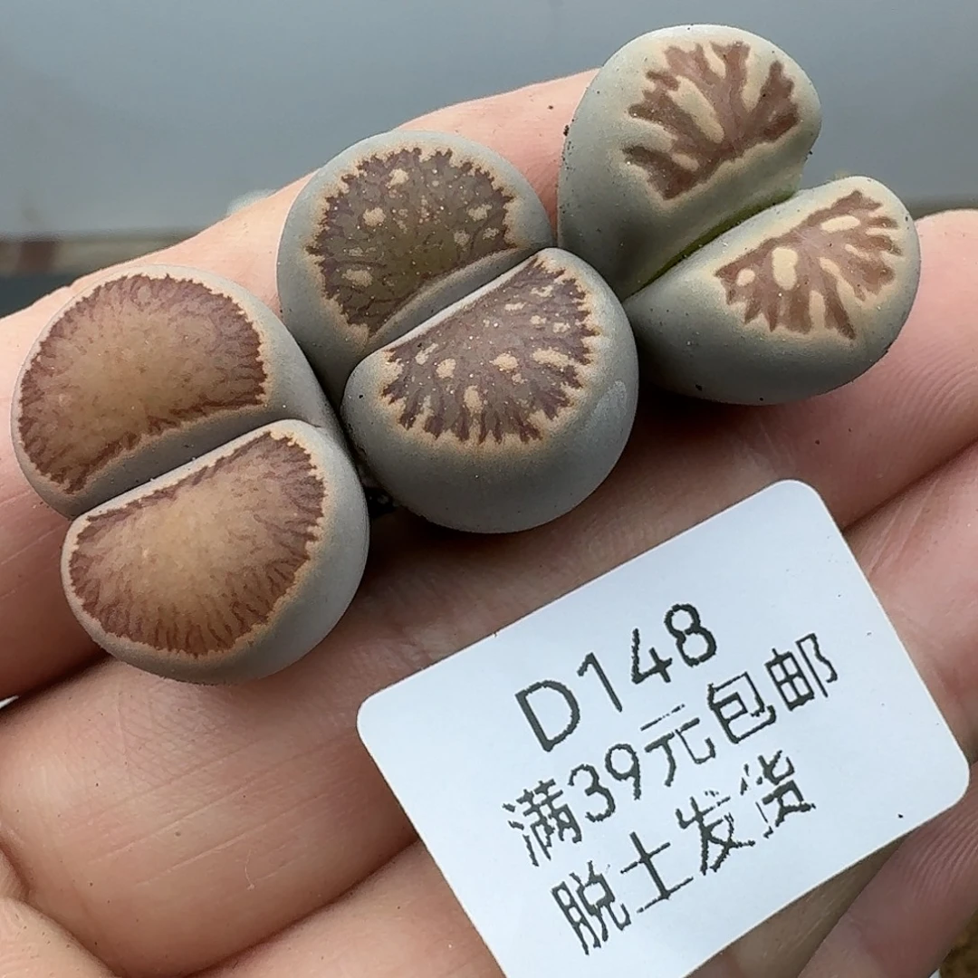 148多肉哈哥哥哥哥哥哥