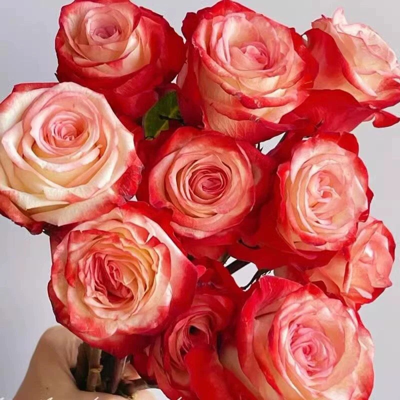 超新品法尔法拉切花月季肯尼亚玫瑰复色勤花庭院阳台盆栽四季开花