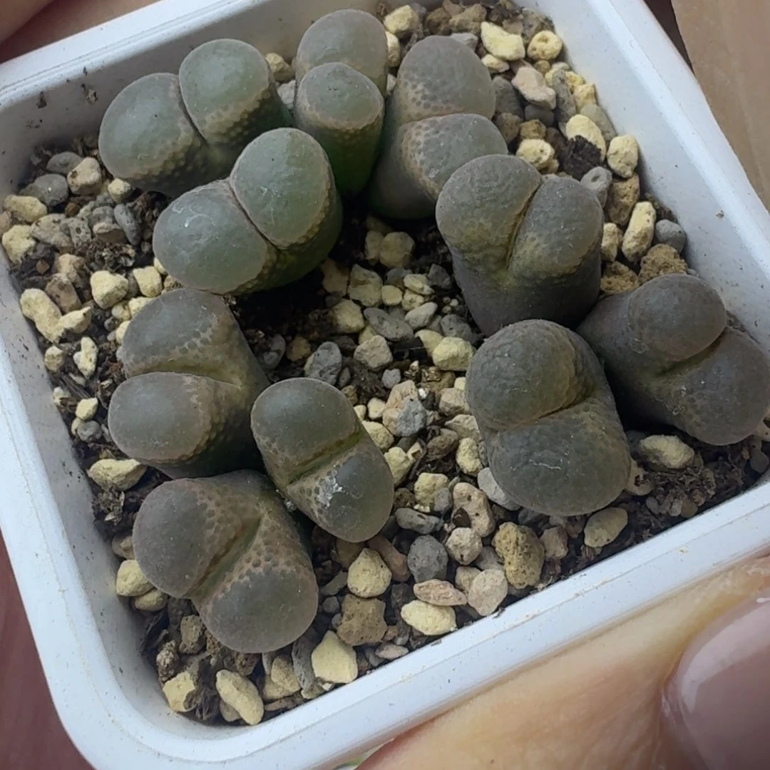 18号两个三头一个四头脱土