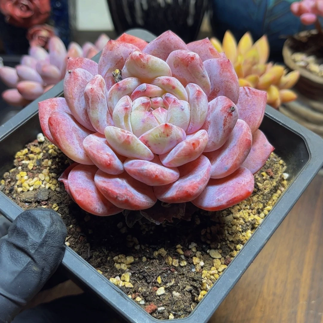 085星影9厘米多肉