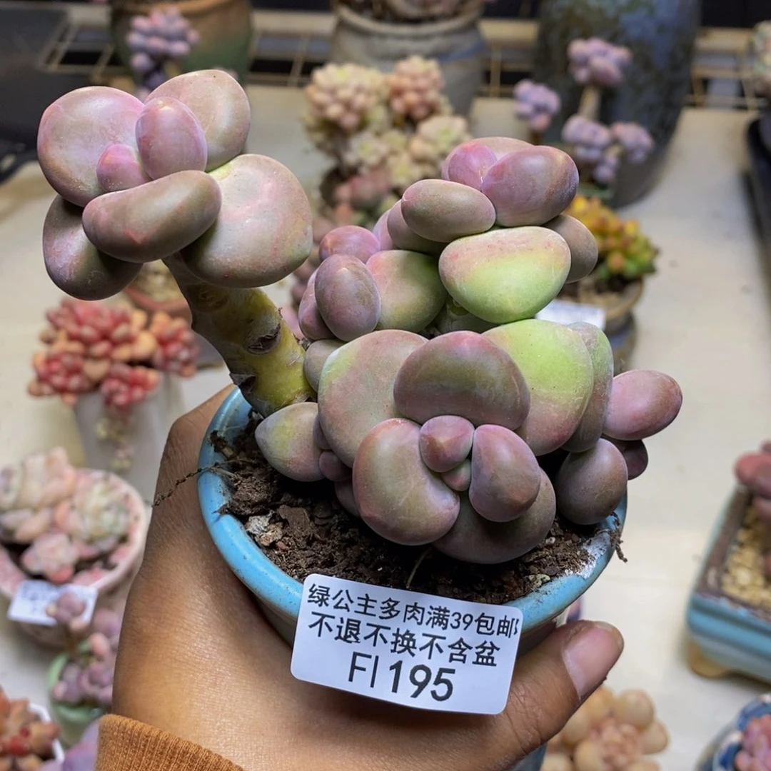 195芒果奶多肉8c m
