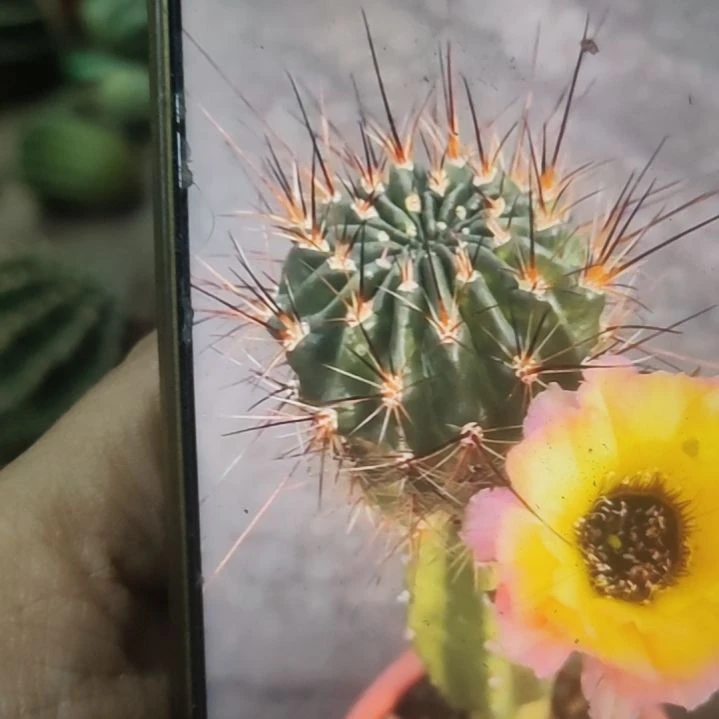 仙人球丽花黑天使大侧芽